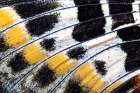 Butterfly wing close-up Art Print